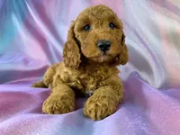 Male Male Mini Goldendoodle 2327, a male Miniature Goldendoodle for sale in Joice, IA – 1 of 10