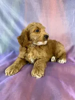 Male Cockapoo, a male Cockapoo for sale in Joice, IA – 6 of 9