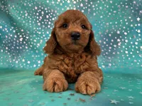 Female Mini Goldendoodle 2310 , a female Miniature Goldendoodle for sale in Joice, IA – 6 of 10