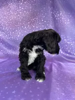 Female Schnoodle 2297, a female Schnoodle for sale in Joice, IA – 4 of 8
