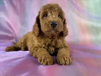 Male Mini Goldendoodle 2325 , a male Miniature Goldendoodle for sale in Joice, IA – 7 of 9