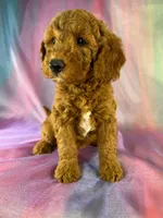 Male Male Mini Goldendoodle 2327, a male Miniature Goldendoodle for sale in Joice, IA – 2 of 10