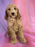 Male Schnoodle 2403, a male Schnoodle for sale in Joice, IA – 3 of 9