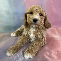 Male Bichon poo 2262, a male Poochon for sale in Joice, IA – Photo 1 of 10