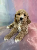 Male Bichon poo 2262, a male Poochon for sale in Joice, IA – Photo 1 of 10