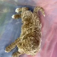 Male Bichon poo 2262, a male Poochon for sale in Joice, IA – Photo 9 of 10