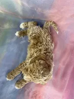 Male Bichon poo 2262, a male Poochon for sale in Joice, IA – Photo 9 of 10