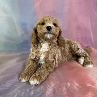 Male Bichon poo 2262, a male Poochon for sale in Joice, IA – Photo 7 of 10