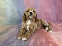 Male Bichon poo 2262, a male Poochon for sale in Joice, IA – Photo 7 of 10