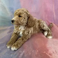 Male Bichon poo 2262, a male Poochon for sale in Joice, IA – Photo 10 of 10