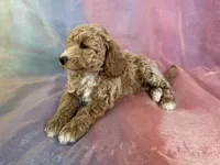 Male Bichon poo 2262, a male Poochon for sale in Joice, IA – Photo 10 of 10