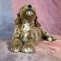 Male Bichon poo 2262, a male Poochon for sale in Joice, IA – Photo 3 of 10