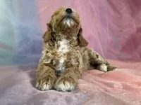 Male Bichon poo 2262, a male Poochon for sale in Joice, IA – Photo 3 of 10