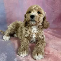 Male Bichon poo 2262, a male Poochon for sale in Joice, IA – Photo 4 of 10