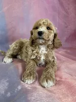 Male Bichon poo 2262, a male Poochon for sale in Joice, IA – Photo 4 of 10