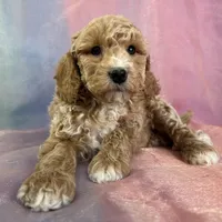 Male Bichon poo 2262, a male Poochon for sale in Joice, IA – Photo 2 of 10