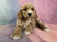 Male Bichon poo 2262, a male Poochon for sale in Joice, IA – Photo 2 of 10