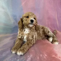 Male Bichon poo 2262, a male Poochon for sale in Joice, IA – Photo 8 of 10