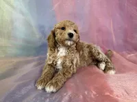 Male Bichon poo 2262, a male Poochon for sale in Joice, IA – Photo 8 of 10