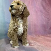 Male Bichon poo 2262, a male Poochon for sale in Joice, IA – Photo 5 of 10