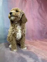 Male Bichon poo 2262, a male Poochon for sale in Joice, IA – Photo 5 of 10