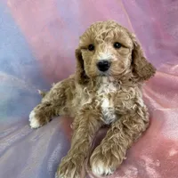 Male Bichon poo 2262, a male Poochon for sale in Joice, IA – Photo 6 of 10