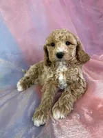 Male Bichon poo 2262, a male Poochon for sale in Joice, IA – Photo 6 of 10