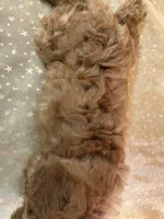 Male Mini Goldendoodle 2300, a male Miniature Goldendoodle for sale in Joice, IA – 10 of 10
