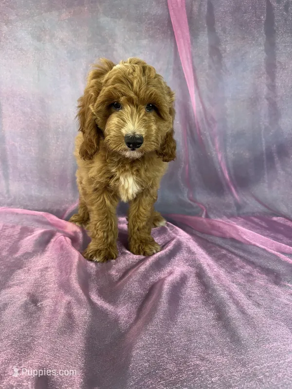 Male cockapoo  – Cockapoo puppy for sale in Joice, IA