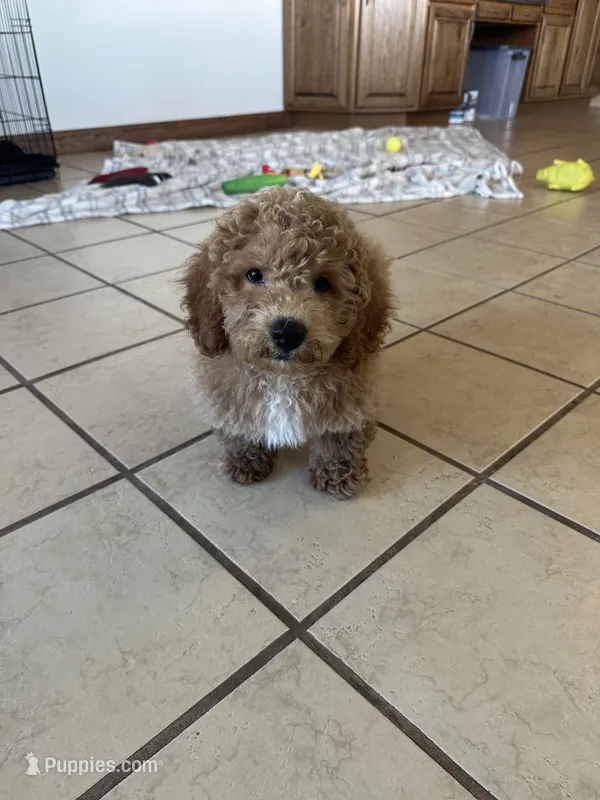 Male Bichon poodle 2335 – Bichpoo puppy for sale in Joice, IA