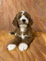 Male Cockapoo 2391, a male Cockapoo for sale in Joice, IA – 5 of 10