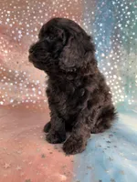 Female Poodle 2381, a female Poodle - Miniature  for sale in Joice, IA – 4 of 9