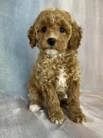 Female Bichon Poo 2400, a male Schnoodle for sale in Joice, IA – 4 of 10