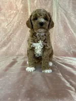 Male Bichon poo 2305, a male Cockapoo for sale in Joice, IA – 5 of 8