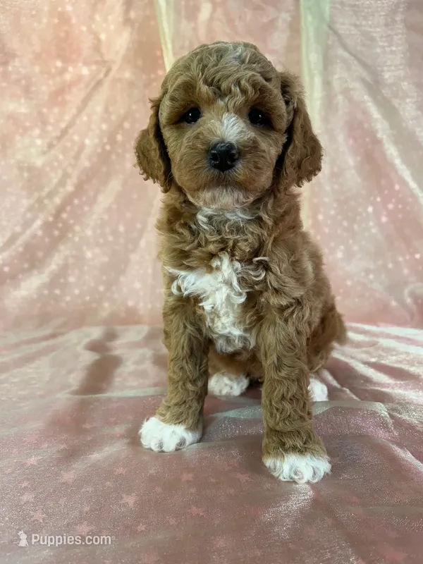 Male Bichon poo 2305 – Cockapoo puppy for sale in Joice, IA