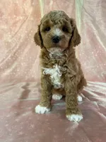 Male Bichon poo 2305, a male Cockapoo for sale in Joice, IA – 1 of 8