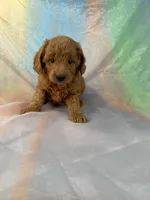 Mini goldendoodle 7, a female Miniature Goldendoodle for sale in Joice, IA – Photo 1 of 2