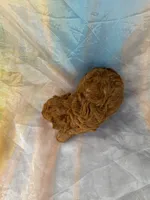 Mini goldendoodle 7, a female Miniature Goldendoodle for sale in Joice, IA – Photo 2 of 2