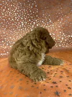 Male Bichon Poodle  2338, a male Bichpoo for sale in Joice, IA – 2 of 9
