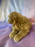 Male Cockapoo, a male Cockapoo for sale in Joice, IA – 7 of 9
