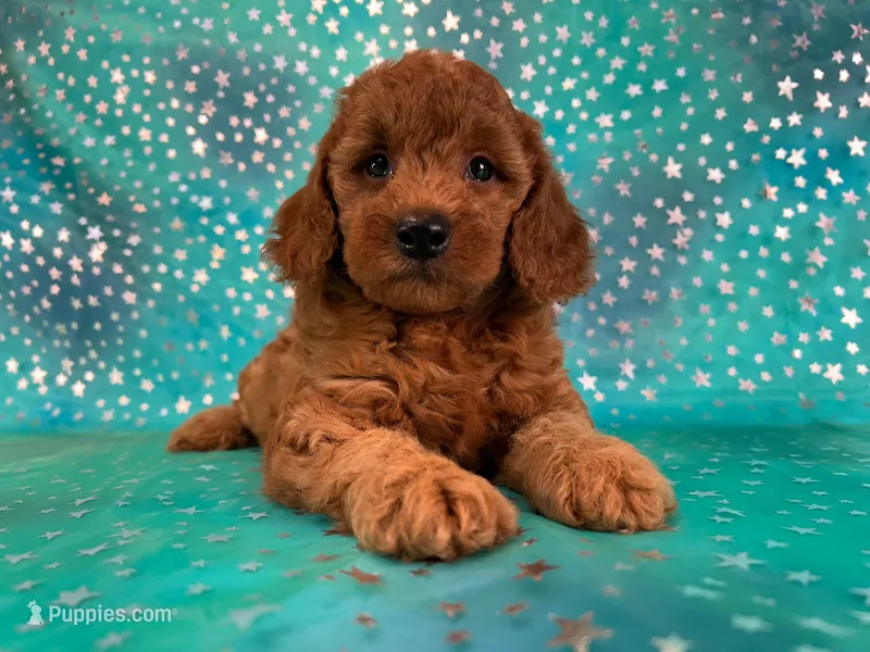 Female Mini Goldendoodle 2310  – Miniature Goldendoodle puppy for sale in Joice, IA