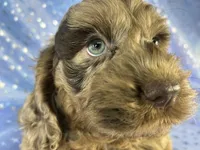 Merle Cockapoo , a male Cockapoo for sale in Joice, IA – 3 of 9