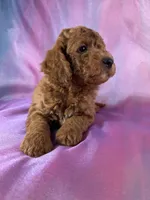Male Mini Goldendoodle 2325 , a male Miniature Goldendoodle for sale in Joice, IA – 8 of 9