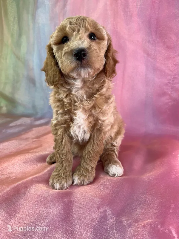 Male Bichon poo 2263 – Poochon puppy for sale in Joice, IA