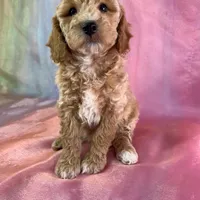 Male Bichon poo 2263, a male Poochon for sale in Joice, IA – Photo 1 of 10