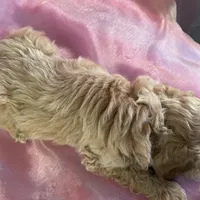 Male Bichon poo 2263, a male Poochon for sale in Joice, IA – Photo 7 of 10