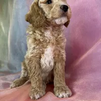 Male Bichon poo 2263, a male Poochon for sale in Joice, IA – Photo 9 of 10