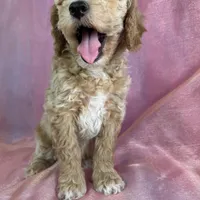 Male Bichon poo 2263, a male Poochon for sale in Joice, IA – Photo 3 of 10