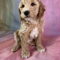 Male Bichon poo 2263, a male Poochon for sale in Joice, IA – Photo 4 of 10