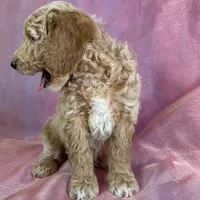 Male Bichon poo 2263, a male Poochon for sale in Joice, IA – Photo 6 of 10